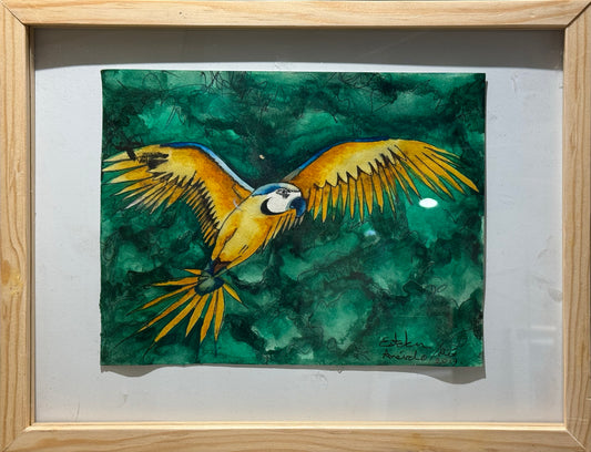 Esteban Arévalo - Guacamayo guardiazul / Acuarela sobre papel - 17 x 24 cm